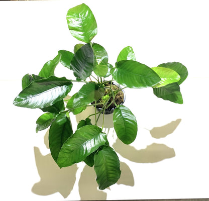 Anubias Barteri Mother Plant