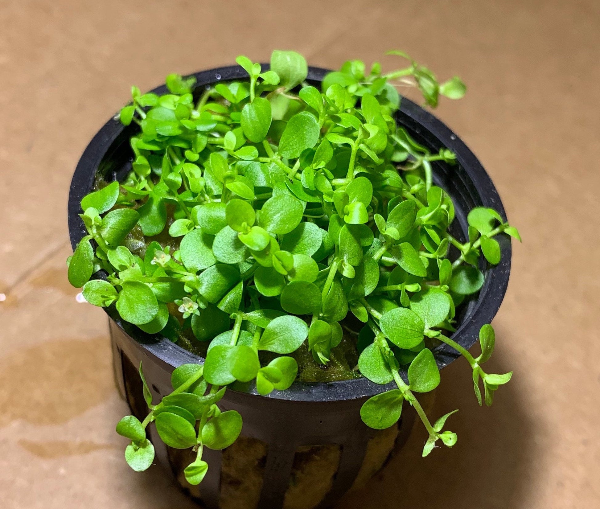 monte carlo aquarium plant seeds Micranthemum Monte Carlo – MarcusFishTanks
