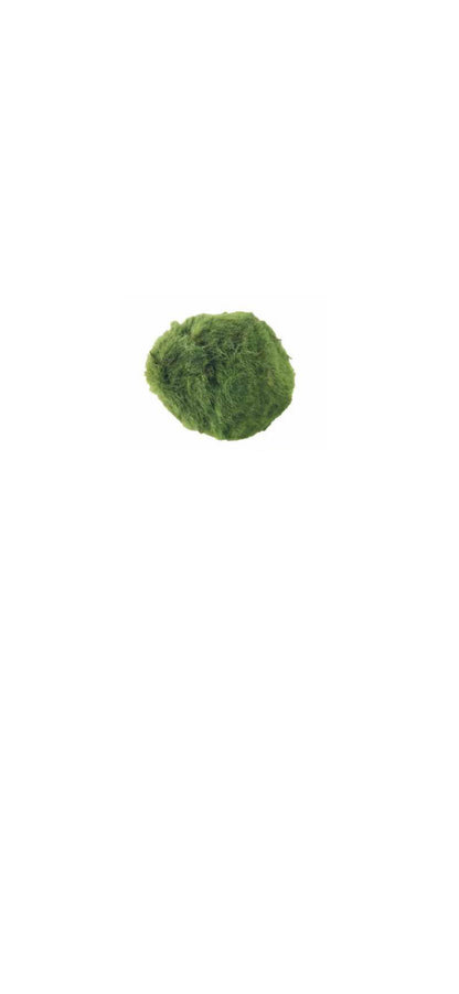 Marimo Moss Ball Large