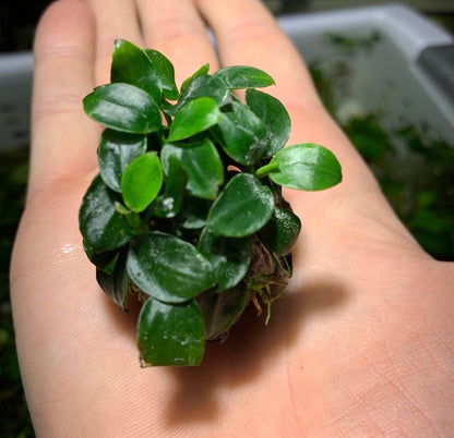 Anubias Nana Petite On Lava Rock