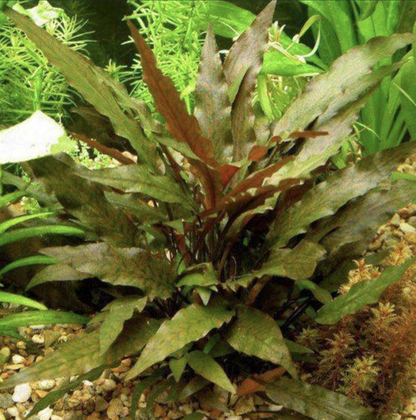 Cryptocoryne Wendtii Red Pot