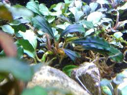 Bucephalandra Buce Brownie Ghost