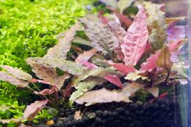 cryptocoryne pink flamingo aquarium plant 