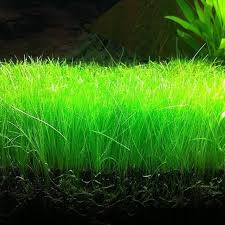 dwarf hair grass aquarium plant