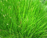 dwarf hair grass aquarium plant