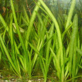 jungle vallisneria live aquarium plant