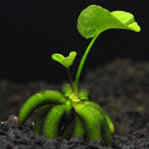 Banana Plant Nymphoides Aquatica