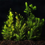 hornwort live aquarium plant