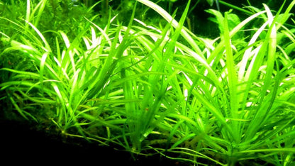 Dwarf sag live aquarium plant