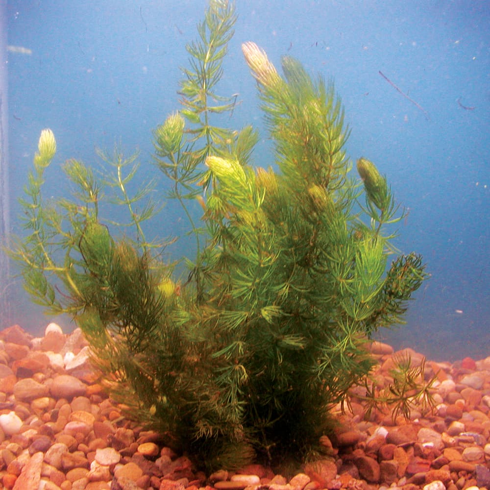 hornwort live pond plant