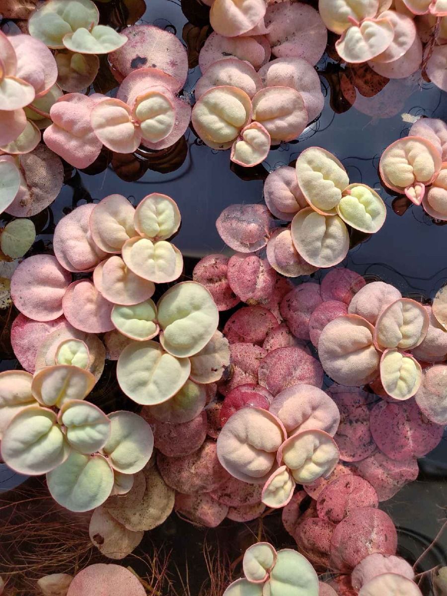Red Root Floaters