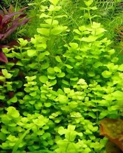 Golden creeping jenny live aquarium plant