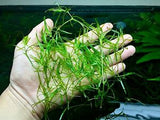 Guppy Grass (Najas grass, Najas Guadelupensis)