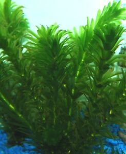 Anacharis Elodea Egeria Densa