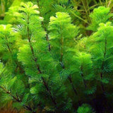green cabomb caroliniana aquarium plant