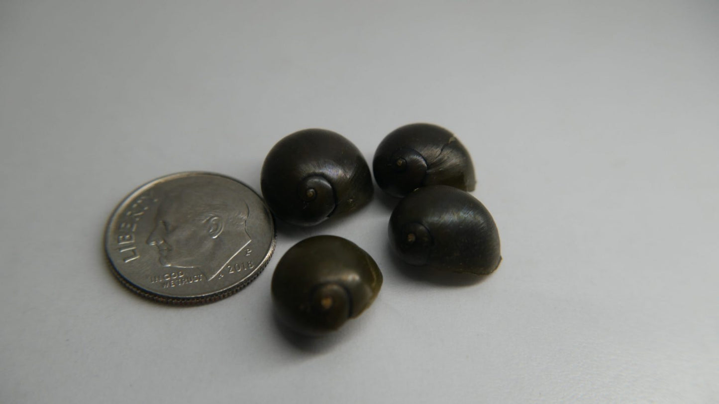 Olive Nerite Snails