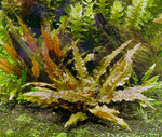 cryptocoryne crypt wendtii red aquarium plant